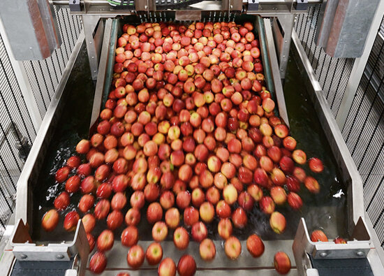 Many apples are pre-sorted and properly integrated by the sorting machine Many apples are pre-sorted and properly integrated by the sorting machine