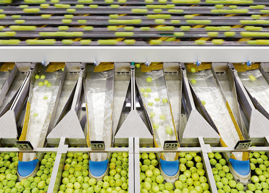 The new sorting system classifies up to 65 apples per second on the basis of a 3D model, which is assessed out of 60 pictures for each single apple. The new sorting system classifies up to 65 apples per second on the basis of a 3D model, which is assessed out of 60 pictures for each single apple.